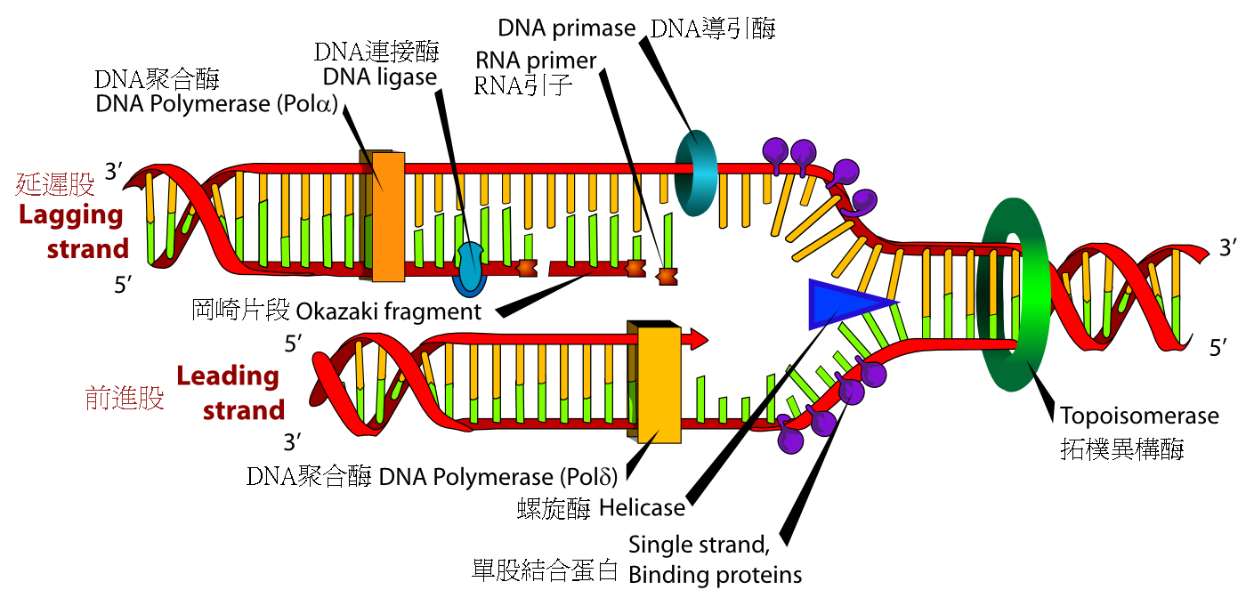 DNA复制